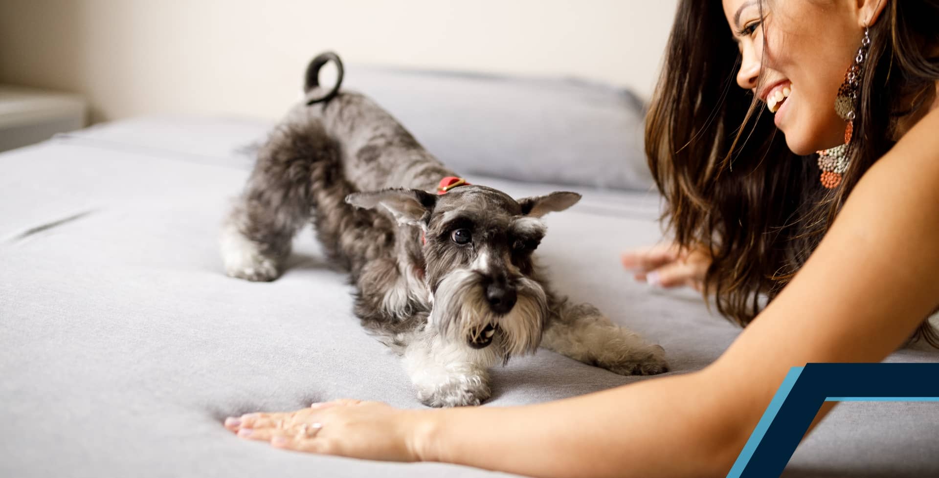 Schnauzer dog playing with owner